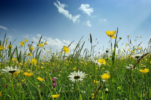 A clearing with flowers on a blue sky background