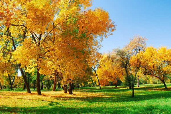 Auf noch halbem Gras steht ein zärtlicher Herbstwald