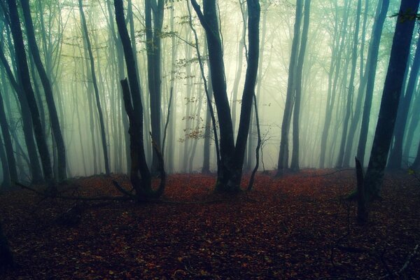 Nebel im Wald, die Natur gefällt dem Auge