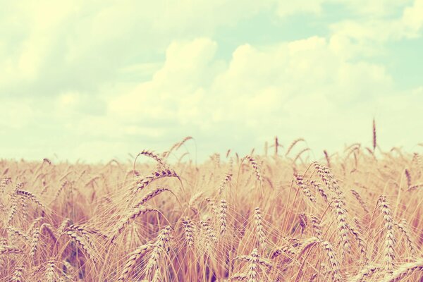 Cielo blu. Campo di grano