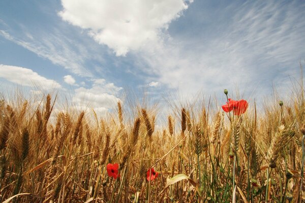 Amapolas y trigo, un tumulto de colores de verano contra el cielo