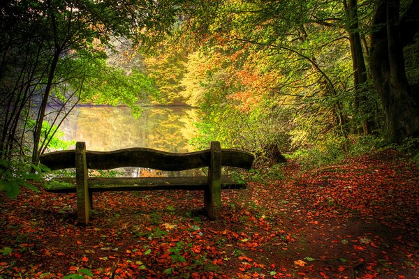 Beautiful park with a bench and fallen leaves