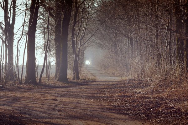 Camino en el bosque, luz al final del camino