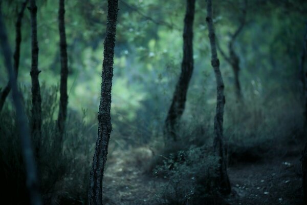 Natur Wald und Stämme und Rinde