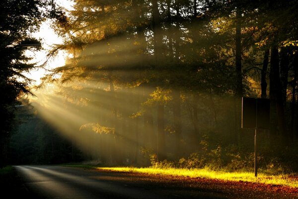 Matin dans la forêt, la nature se réveille