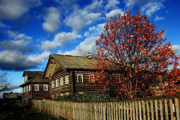 Arbre avec des feuilles rouges dans le village