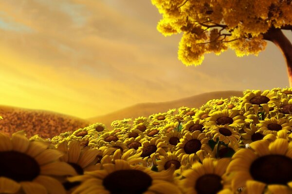 A lot of sunflowers in the summer field