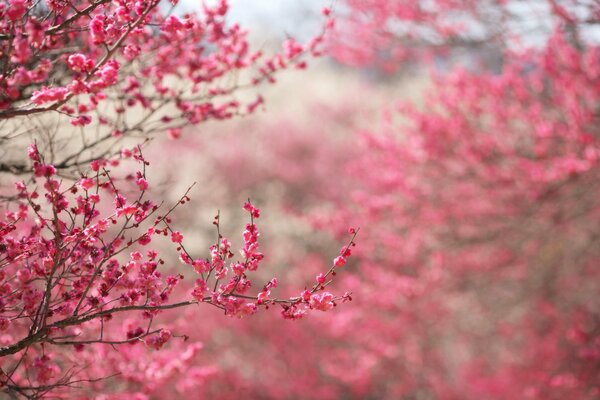 Branche de fleurs de cerisier rouge