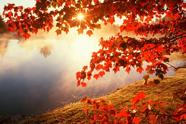 Herbsttag. Sonne auf gegen die Blätter