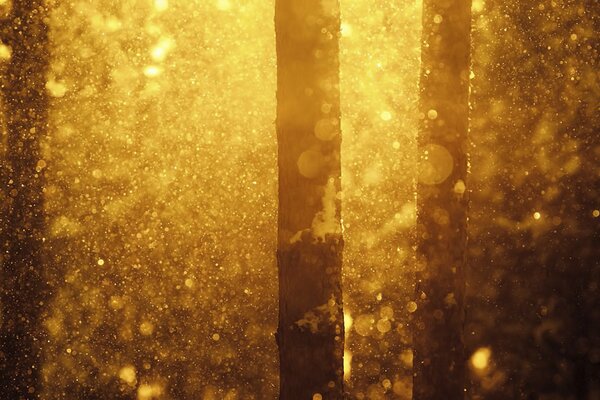 Sunlight filtered through the dense forest