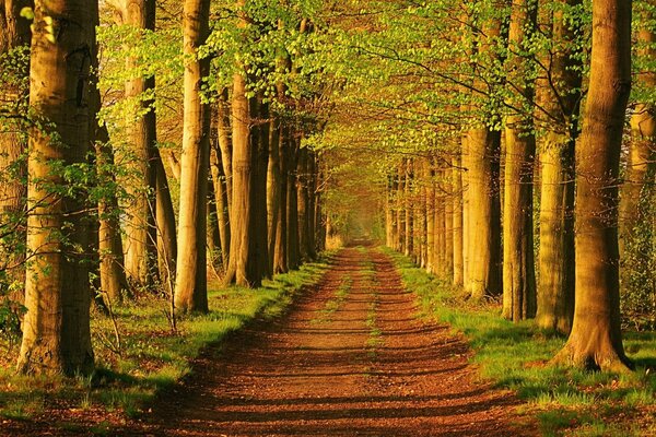 A long alley and a green forest