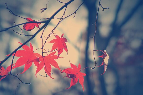 A branch with red leaves in autumn