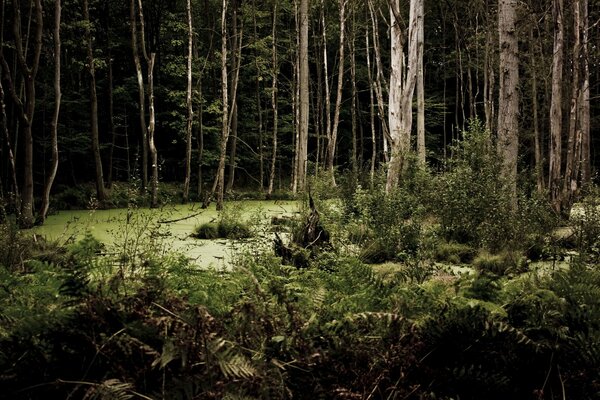 A creepy swamp in the middle of a dark forest