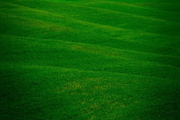 Green grass on a huge field