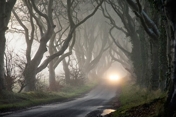 Headlights in the dark mysterious fog