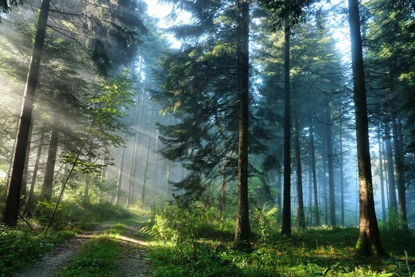 Straße im Wald, das Licht der Sonne