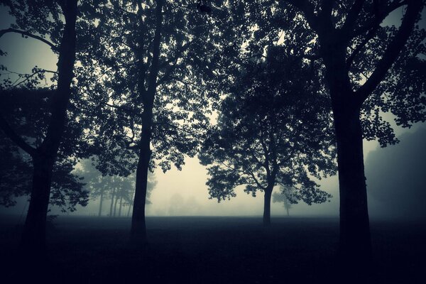 Trees in fog and gray darkness