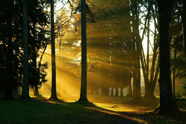 La luz del día atraviesa los árboles