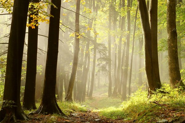 The rays of the sun make their way through the trees