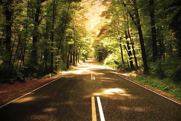 The road between the trees in the forest