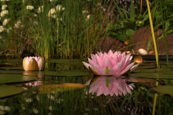 Rosa Seerosen blühen am See