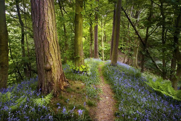 Forest path. Spring has come