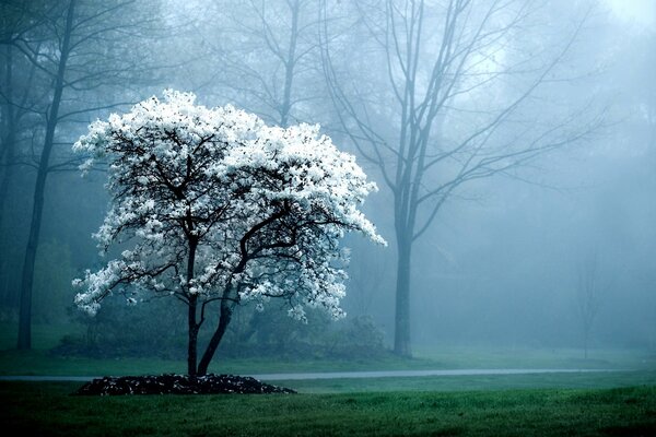 A blooming lonely tree on the side of the road