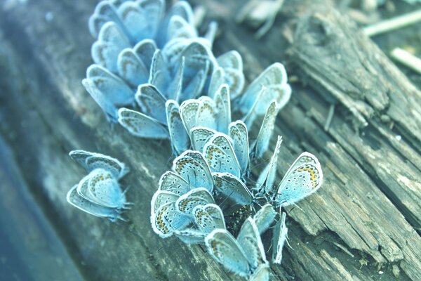 Grappolo di farfalle su un vecchio tronco vicino all acqua