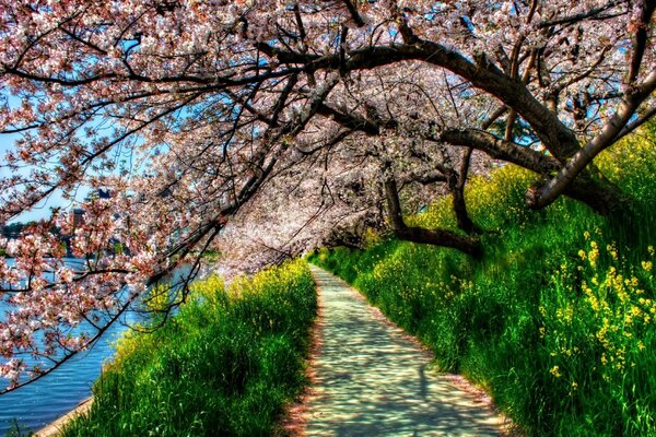 Kirschblüten im Park