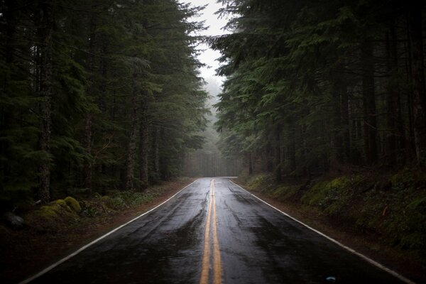 Camino entre el bosque de pinos