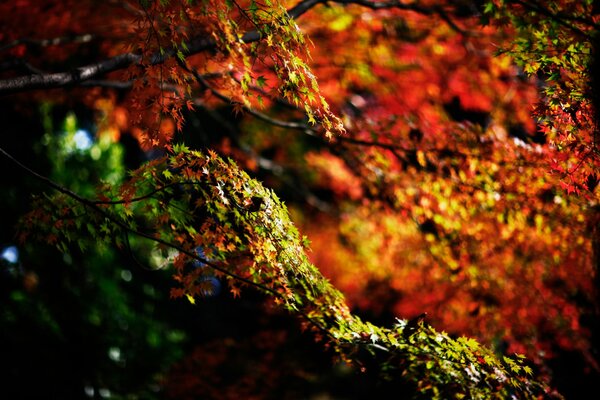 Autumn foliage on a branch