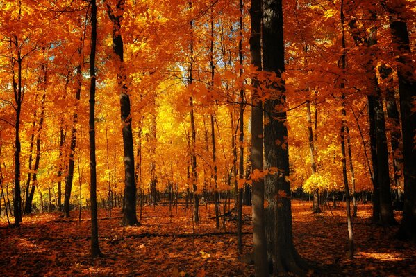 Der Wald ist im Herbst orange. Laub