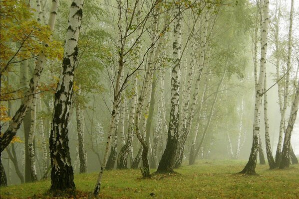 Nebeliger Birkenwald. Die Natur in ihrer ganzen Pracht