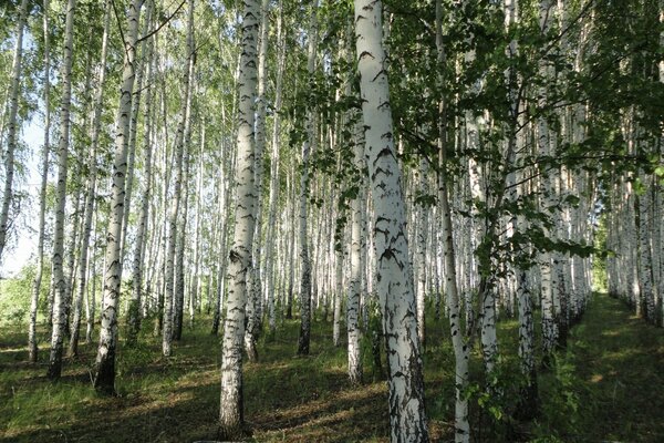 Весенние березы в лесу