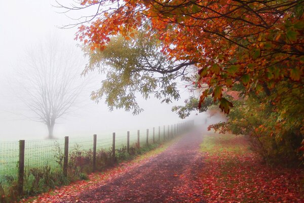 Ein Mann, der im Herbstpark spazieren geht