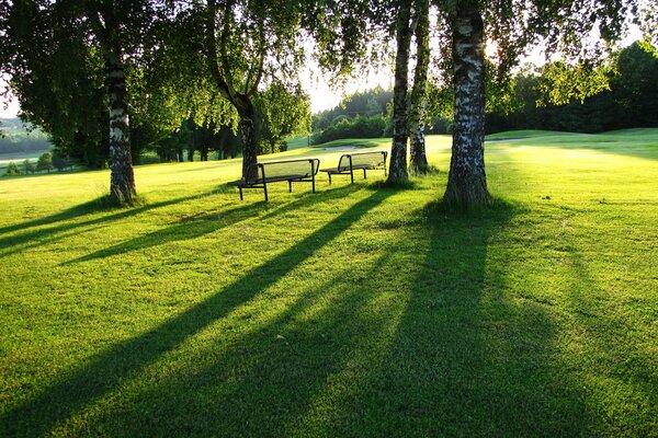 Sonniger Tag im Park mit Bänken auf dem Rasen