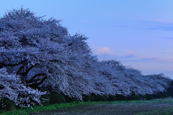 Sakura au Japon dans le parc avec des fleurs de cerisier