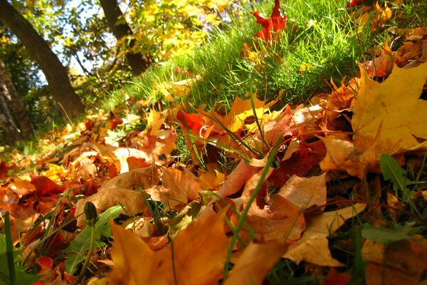 Blätter, die im Herbst von den Bäumen gefallen sind