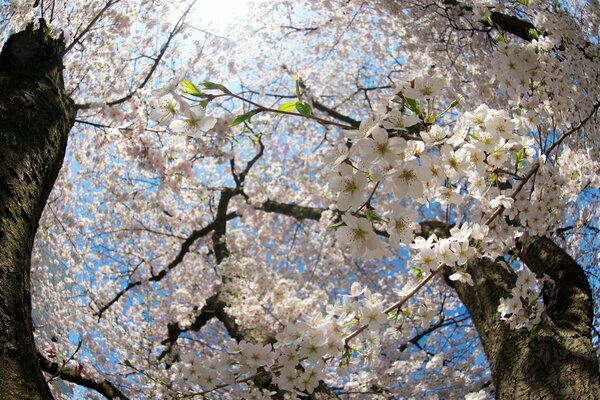 Bottom view of cherry blossoms and bright sun