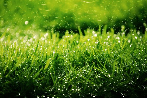 Large drops on the green grass