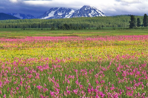 A field with pink flowers on the background of snow-capped mountains