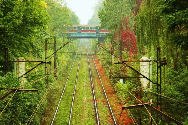 Railway through dense forest