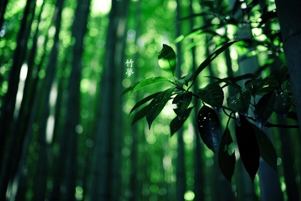 Chinese characters on the background of a bamboo tree