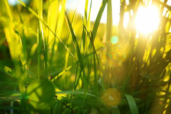 Grass illuminated by morning light