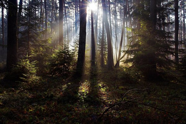 Promienie słońca przez sosny i świerki w lesie