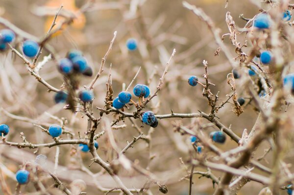 Bleuets frais d automne profond