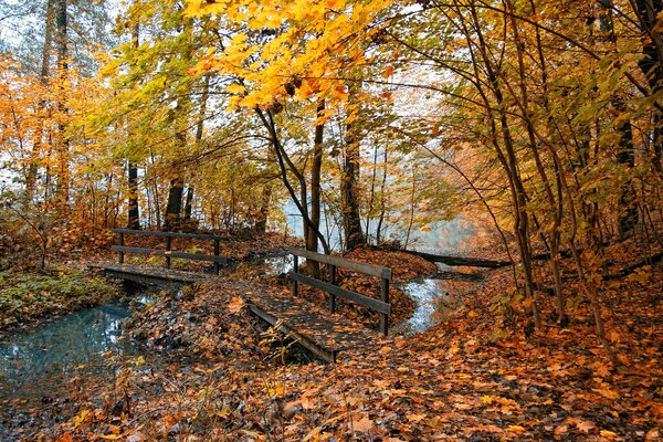 Die Natur brennt mit feurigen Farben