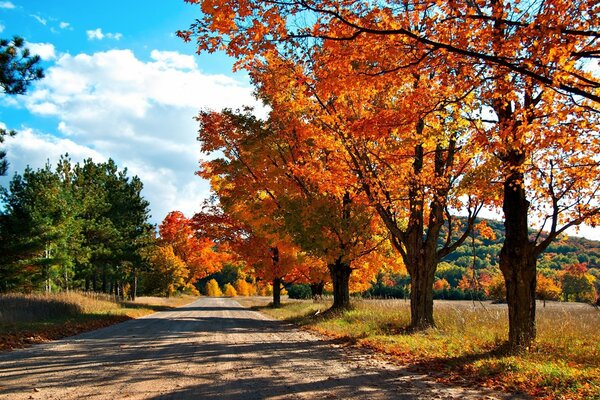 Herbstlandschaft , Straße und goldene Baumkronen