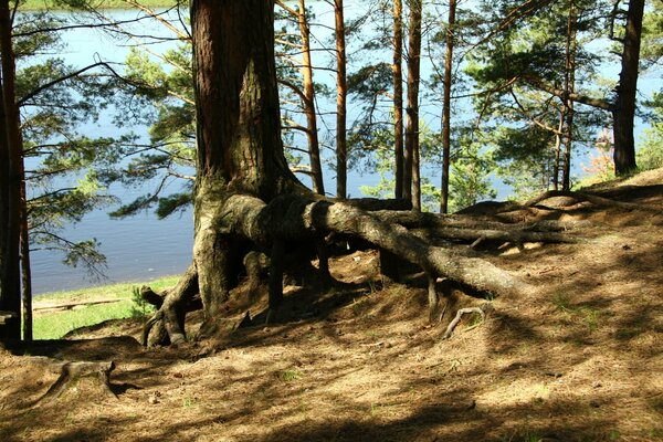 Large tree roots in a pine forest