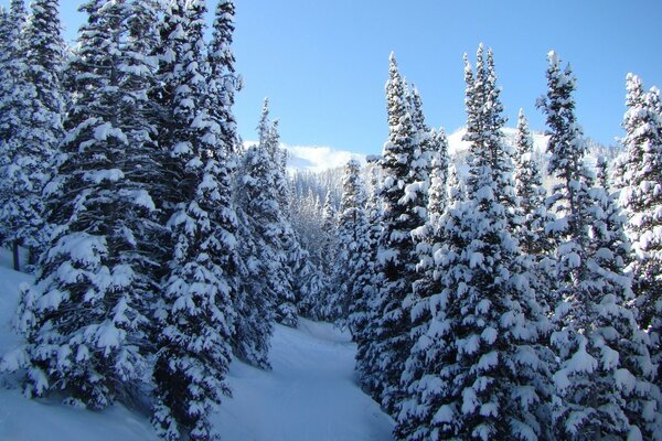 Foresta di conifere invernale di giorno